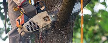 Best Tree Health Inspection  in Pocomoke City, MD