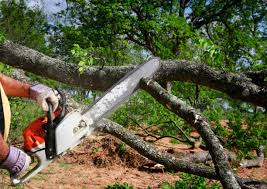 Best Tree Preservation Services  in Pocomoke City, MD