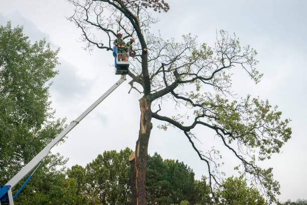 Trusted Pocomoke City, MD  Tree Services Experts