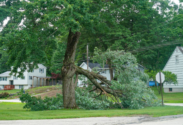 Best Utility Line Clearance  in Pocomoke City, MD