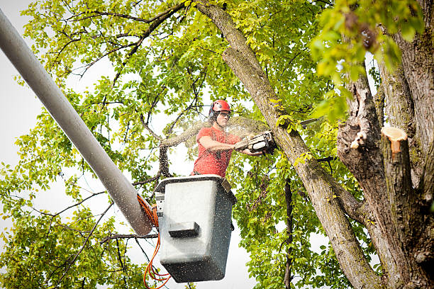 Best Tree Removal Service  in Pocomoke City, MD