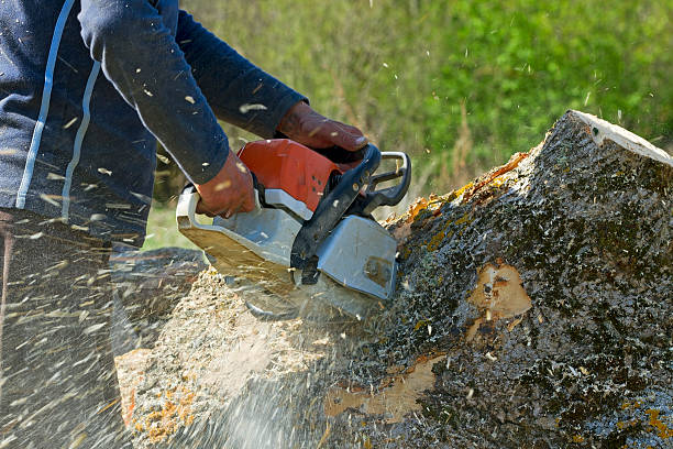 Why Choose Our Tree Removal Services in Pocomoke City, MD?